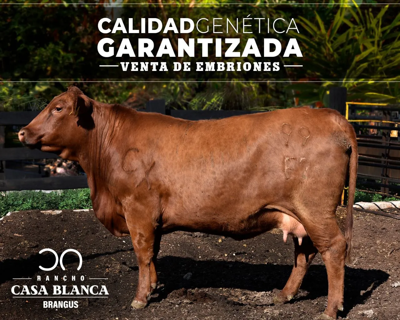 Disponibilidad de Venta de Embriones